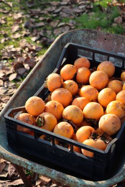 Hurma meyvesi hasadı. Güneşli bir günde bahçede el arabasında olgun portakallı hurma meyveleri