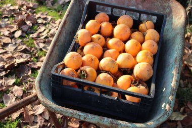 Hurma meyvesi hasadı. Güneşli bir günde bahçede el arabasında olgun portakallı hurma meyveleri