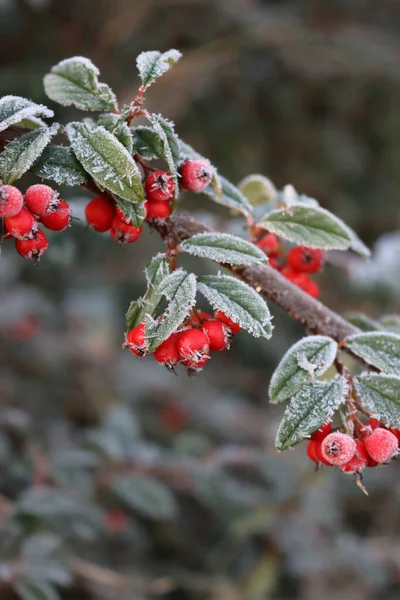 Close Van Vorst Cotoneaster Bush Met Rode Rijpe Bessen Tuin — Stockfoto