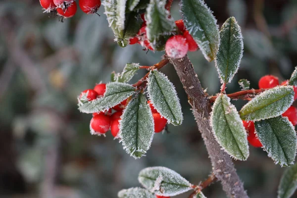 Close Van Vorst Cotoneaster Bush Met Rode Rijpe Bessen Tuin — Stockfoto