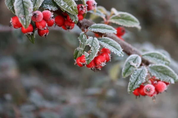 Nahaufnahme Von Frost Cotoneaster Strauch Mit Roten Reifen Beeren Garten — Stockfoto