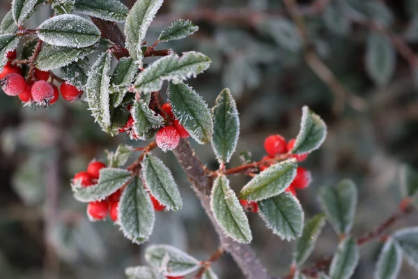 Primer Plano Las Heladas Arbusto Cotoneaster Con Bayas Rojas Maduras — Foto de Stock