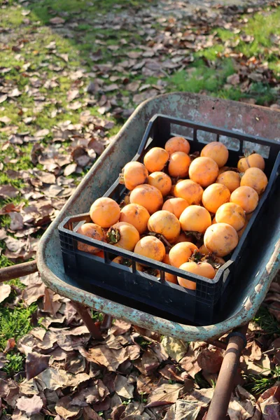 Récolte Fruits Kaki Fruits Persimmon Orange Mûrs Dans Une Brouette — Photo