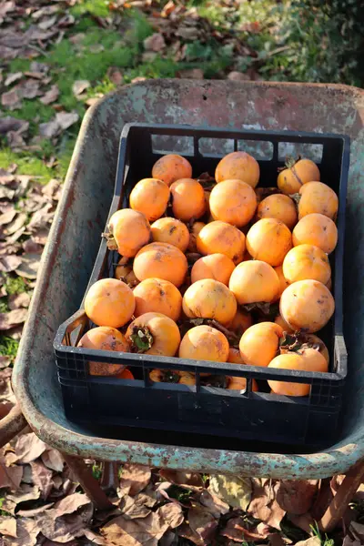 Hurma meyvesi hasadı. Güneşli bir günde bahçede el arabasında olgun portakallı hurma meyveleri