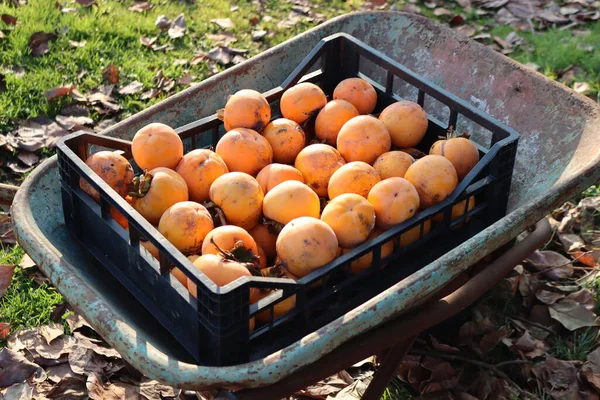 Récolte Fruits Kaki Fruits Persimmon Orange Mûrs Dans Une Brouette — Photo