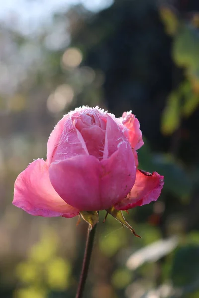 Frost Rosa Ros Blomma Trädgården Vintern — Stockfoto