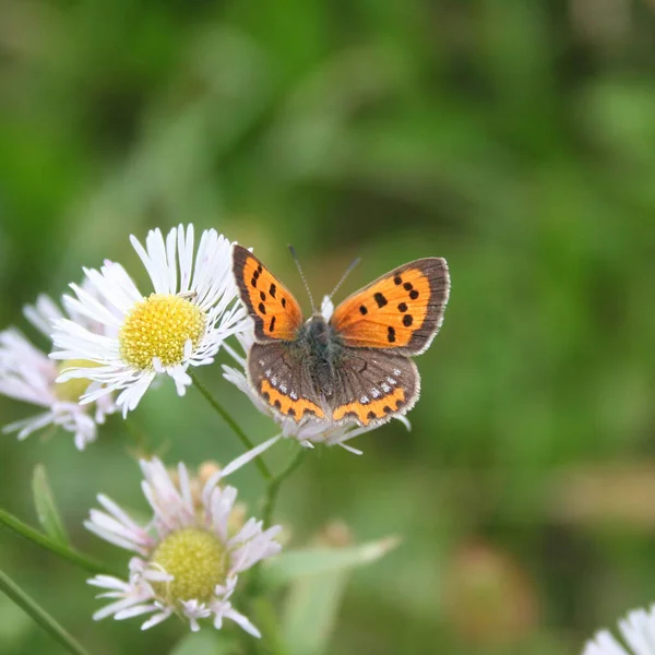 Close Orange Brown Buttefly White Daisy American Copper Lycaena Phlaeas — Stock Photo, Image
