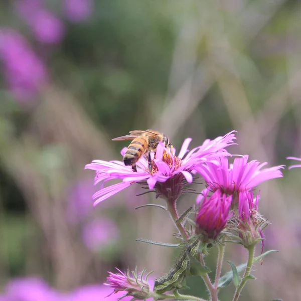 Primer Plano Abeja Miel Rosa Aster Flor Jardín — Foto de Stock