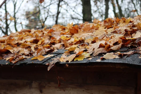 Großaufnahme Von Vielen Gelben Blättern Auf Einem Hüttendach Wald — Stockfoto