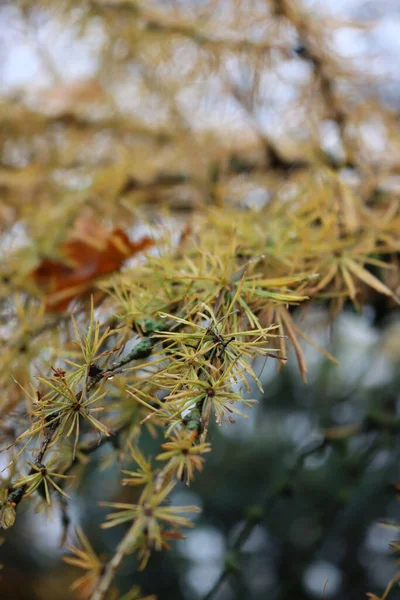 Larix Decidua Žlutými Listy Větvi Zimním Období Detailní Záběr Modřín — Stock fotografie