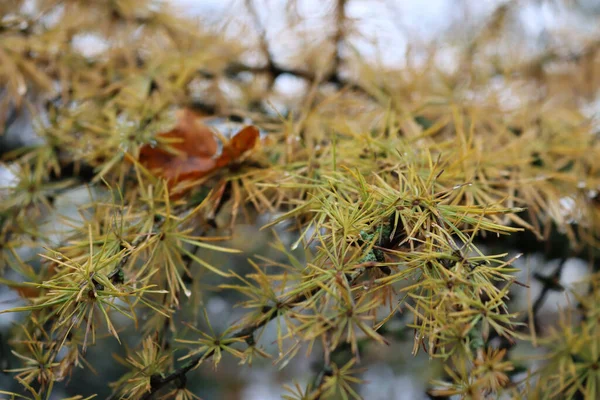 Larix Decidua Con Hojas Amarillas Rama Temporada Invierno Primer Plano —  Fotos de Stock