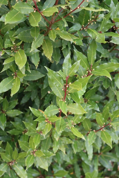 Beaucoup Fleurs Jaunes Laurier Buisson Sur Branche Laurus Nobilis Fleurs — Photo