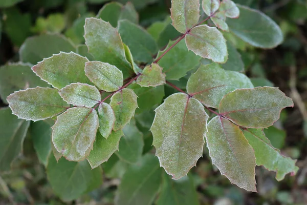 Cespuglio Mahonia Aquifolium Coperto Dal Gelo Giardino Mahonia Foglie Verdi — Foto Stock