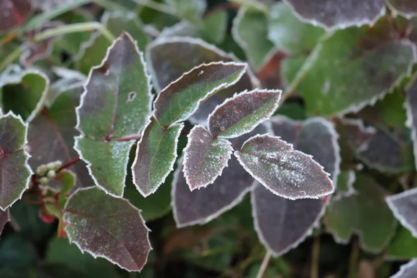 Cespuglio Mahonia Aquifolium Coperto Dal Gelo Giardino Mahonia Foglie Verdi — Foto Stock