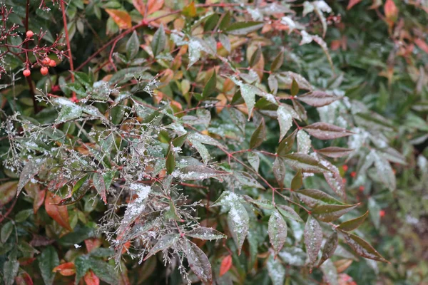 Nandina Domestica Arbusto Cubierto Nieve Invierno Nieve Bambú Celestial Con — Foto de Stock