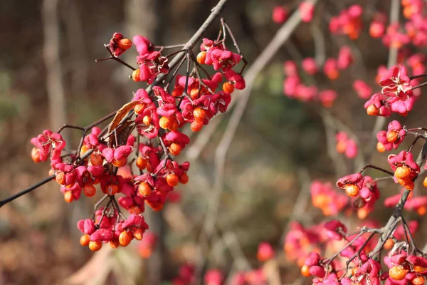 Euonymus Europaeus Baum Mit Rosa Und Orangefarbenen Früchten Auf Zweigen — Stockfoto