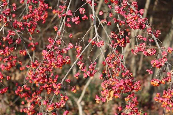 Euonymus Europaeus Arbre Avec Des Fruits Roses Orange Sur Branche — Photo