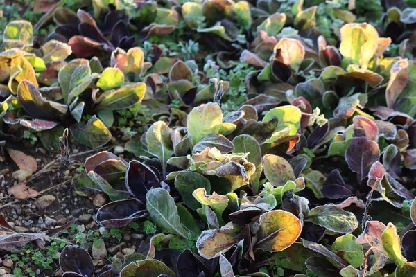 Мороз Італійському Зеленому Червоному Радіккіо Зимовий Період Салатові Рослини Світанку — стокове фото