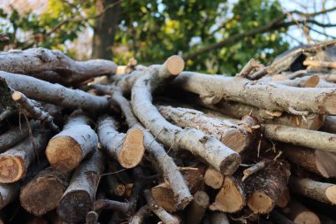 Kış mevsiminde bahçedeki bir yığın buzla kaplı ağaç gövdeleri.
