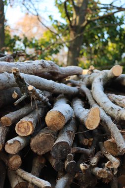 Kış mevsiminde bahçedeki bir yığın buzla kaplı ağaç gövdeleri.
