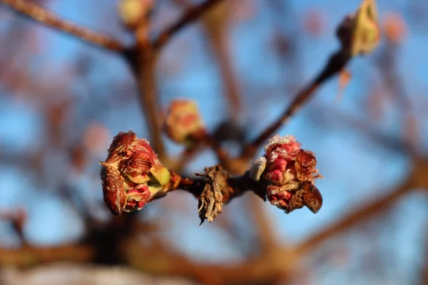 Pembe Çiçeklerle Kaplı Şafak Viburnum Vodnantense Kışın — Stok fotoğraf