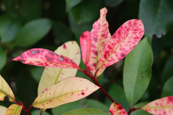 Red Robin Photinia Disease Photinia Hedge Red Spots Leaves — Stock Photo, Image