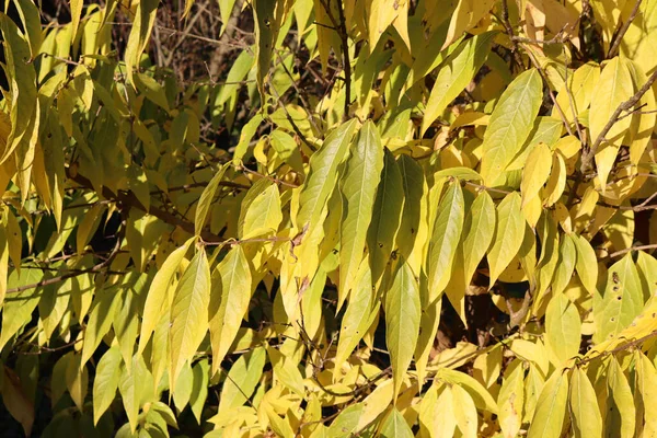 Chimonanthus Praecox Calycanthus Bush Yellow Leaves Sunny Winter Day Wintersweet — Stock Photo, Image