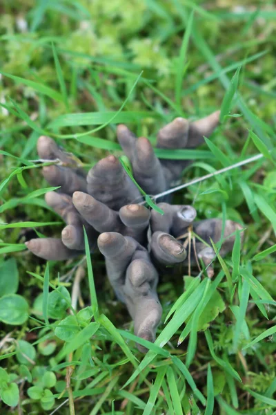 Champignon Brun Foncé Dans Prairie Champignons Bruns — Photo