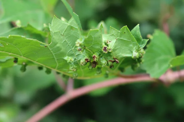 寄生虫や昆虫によって引き起こされる多くのガールと緑のワインの葉のクローズアップ 病気や病気のつる植物 — ストック写真