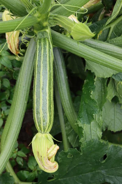 Sebze bahçesinde yetişen çizgili kabak bitkisinin yakın çekimi. Cucurbita biber bitkisi yazın