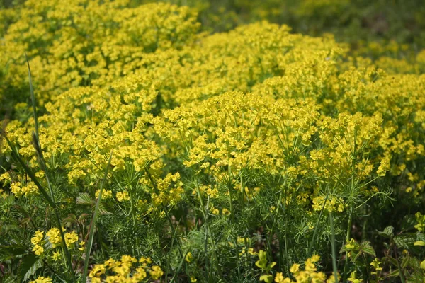 Flor Silvestre Amarilla Llamada Euforbia Verde Cyparissias Ciprés Spurgein Florecen — Foto de Stock