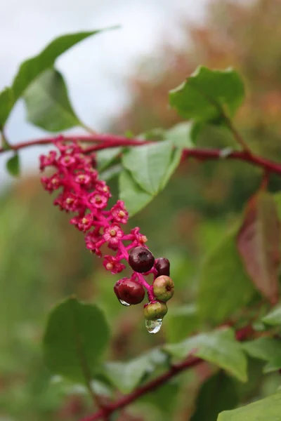 Nahaufnahme Von Phytolacca Americana Früchten Mit Beeren Und Rosa Blüten — Stockfoto