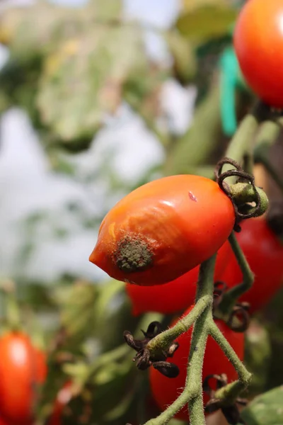 Pequenos Tomates Cereja Vermelhos Maduros Ramo Afetado Pela Doença Praga — Fotografia de Stock