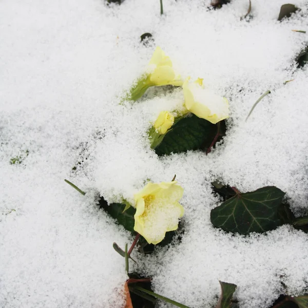 Primer Plano Flores Onagra Amarilla Cubiertas Nieve Jardín — Foto de Stock