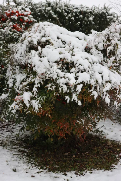 Nebeský Bambus Nebo Keř Nandina Domestica Pokrytý Sněhem Zahradě Zimním — Stock fotografie