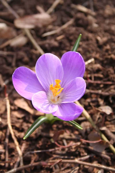 Purple Crocus Flower Springtime Garden — Stock Photo, Image