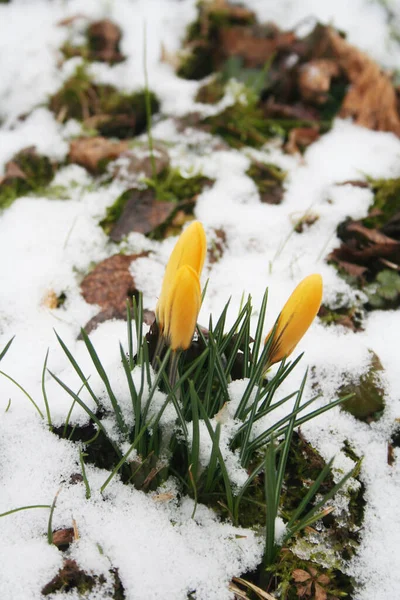 Krokus Mit Gelben Blüten Die Von Neuschnee Bedeckt Sind — Stockfoto