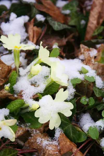 Onagra Con Flores Amarillas Cubiertas Nieve Fresca — Foto de Stock