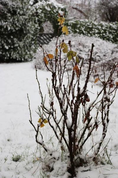 Rosas Jardín Con Nieve Temporada Invierno — Foto de Stock