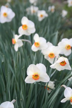 Baharda bahçede yetişen sarı ve beyaz nergis çiçekleri. Çiçek tarlasında Narcissus bitkileri 