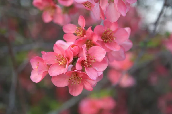 Cydonia Japonica Flor Árvore Marmelo Japonês Com Muitas Flores Rosa — Fotografia de Stock