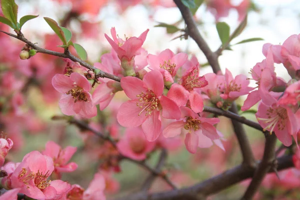 Cydonia Japonica Rozkwicie Japońskie Drzewo Pigwy Wieloma Różowymi Kwiatami Gałęzi — Zdjęcie stockowe