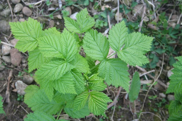 Draufsicht Auf Junge Kleine Himbeerpflanze Die Garten Wächst — Stockfoto