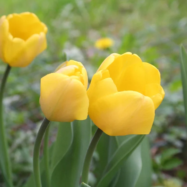 Planta Tulipán Con Muchas Flores Amarillas Lecho Volante Primavera Tulipa — Foto de Stock