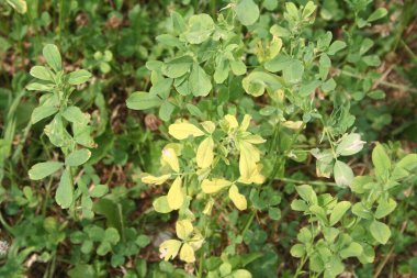 Alfalfa yeşil alanının yakın çekimi dolu fırtınasından zarar gördü 