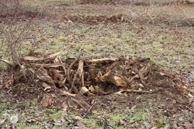 İtalya 'nın kırsal kesimlerinde kış mevsiminde kökünden sökülmüş ağaçlarla ağaç fidanlığını kes.