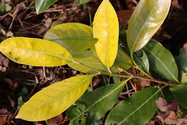 Cerisier Laurier Anglais Avec Feuilles Jaunes Hiver Dans Jardin Prunus — Photo