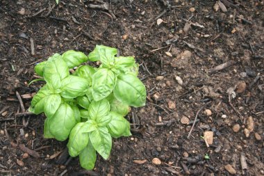 Sebze bahçesinde fesleğen yetiştiriyorum. 