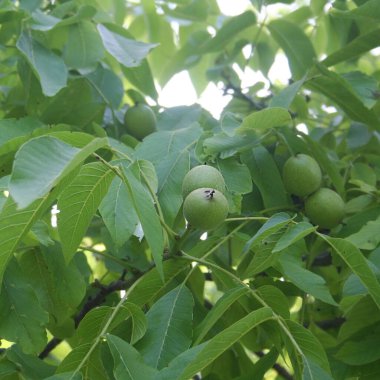 Yazın ağaçta yetişen yeşil ceviz yakın plan.