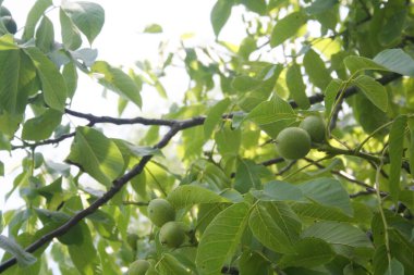 Yazın ağaçta yetişen yeşil ceviz yakın plan.